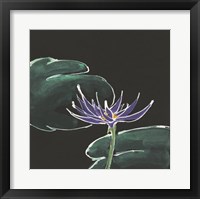 Lily on Black II Fine Art Print