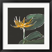 Lily on Black I Fine Art Print