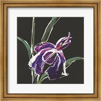 Iris on Black III Fine Art Print
