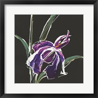 Iris on Black III Framed Print