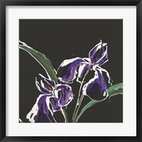 Iris on Black I Fine Art Print