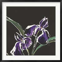 Iris on Black I Fine Art Print