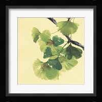 Gingko Leaves II Dark Fine Art Print