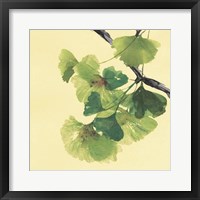 Gingko Leaves II Dark Framed Print