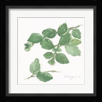 Oregano Fine Art Print