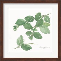 Oregano Fine Art Print