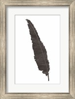 Black Feather VI Fine Art Print