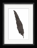 Black Feather VI Framed Print