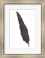 Black Feather VI Fine Art Print