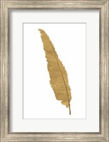 Pure Gold Feather VI Fine Art Print