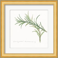 Variegated Rosemary II Fine Art Print