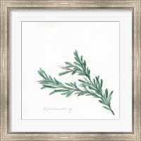 Rosemary II Fine Art Print