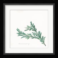 Rosemary II Framed Print
