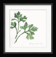 Italian Parsley II Fine Art Print