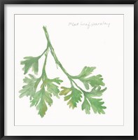 Flat Leaf Parsley Fine Art Print