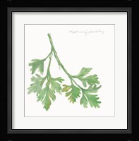 Flat Leaf Parsley Fine Art Print