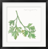 Flat Leaf Parsley Framed Print