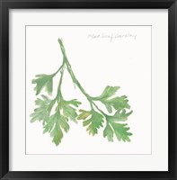 Flat Leaf Parsley Framed Print