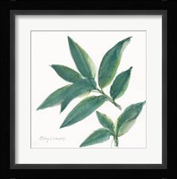 Bay Leaf Framed Print