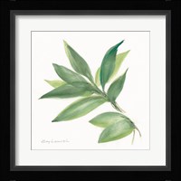 Laurel Bay Framed Print