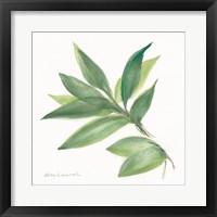 Laurel Bay Framed Print