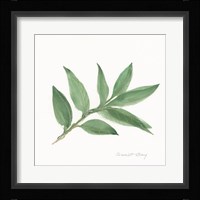 Sweet Bay II Framed Print