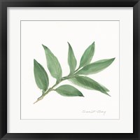 Sweet Bay II Framed Print