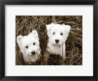 Such Cuties Fine Art Print