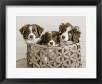 What a Cute Bundle Framed Print