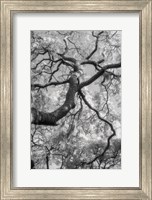 Savannah Fine Art Print