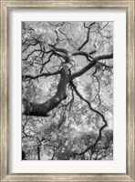 Savannah Fine Art Print