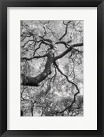 Savannah Framed Print