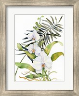 Botanical Phalaenopsis Fine Art Print