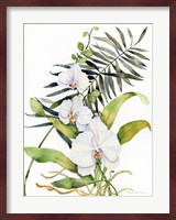 Botanical Phalaenopsis Fine Art Print