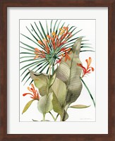 Botanical Flame Lilies Fine Art Print