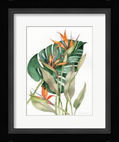 Botanical Birds of Paradise Fine Art Print