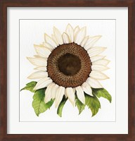 Autumn Elegance White Sunflower Fine Art Print