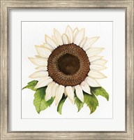 Autumn Elegance White Sunflower Fine Art Print