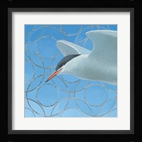 Common Tern Fine Art Print