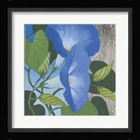 Morning Glorious II Framed Print