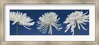Morning Chrysanthemums V Indigo Fine Art Print