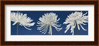 Morning Chrysanthemums V Indigo Fine Art Print