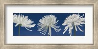 Morning Chrysanthemums V Indigo Fine Art Print