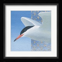 Common Tern II Fine Art Print