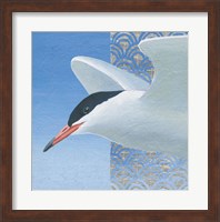 Common Tern II Fine Art Print