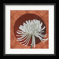 Morning Chrysanthemum III Fine Art Print