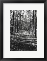 Through the Woods Fine Art Print