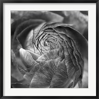 Ranunculus Abstract II BW Fine Art Print