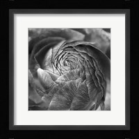 Ranunculus Abstract II BW Framed Print