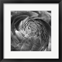 Ranunculus Abstract II BW Framed Print